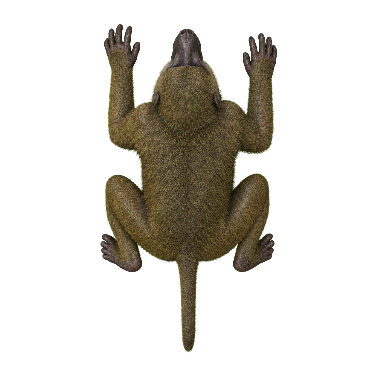 Baboon top-down encounter token
