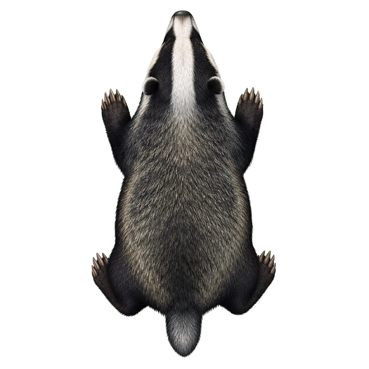 Badger top-down encounter token