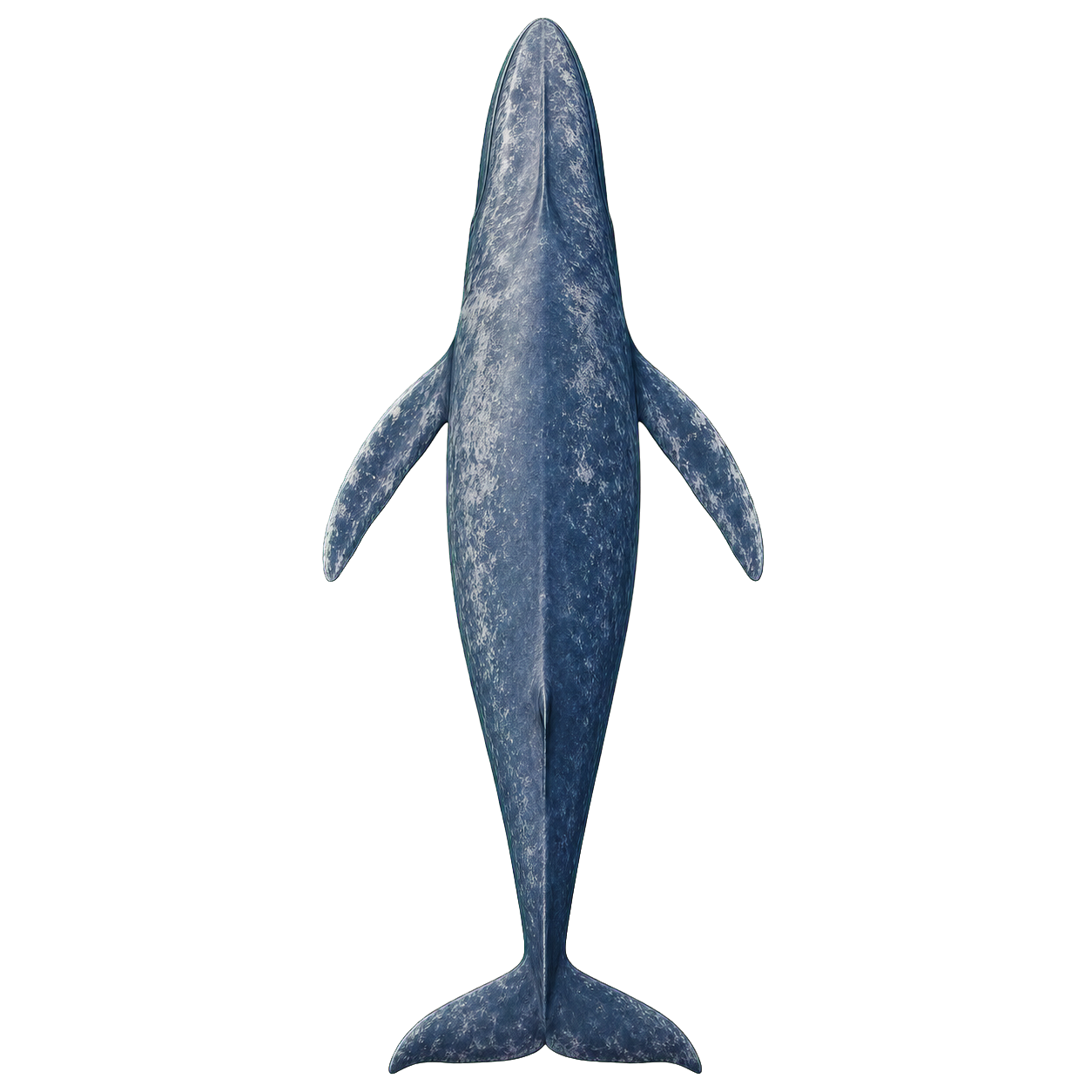 Baleen Whale top-down encounter token