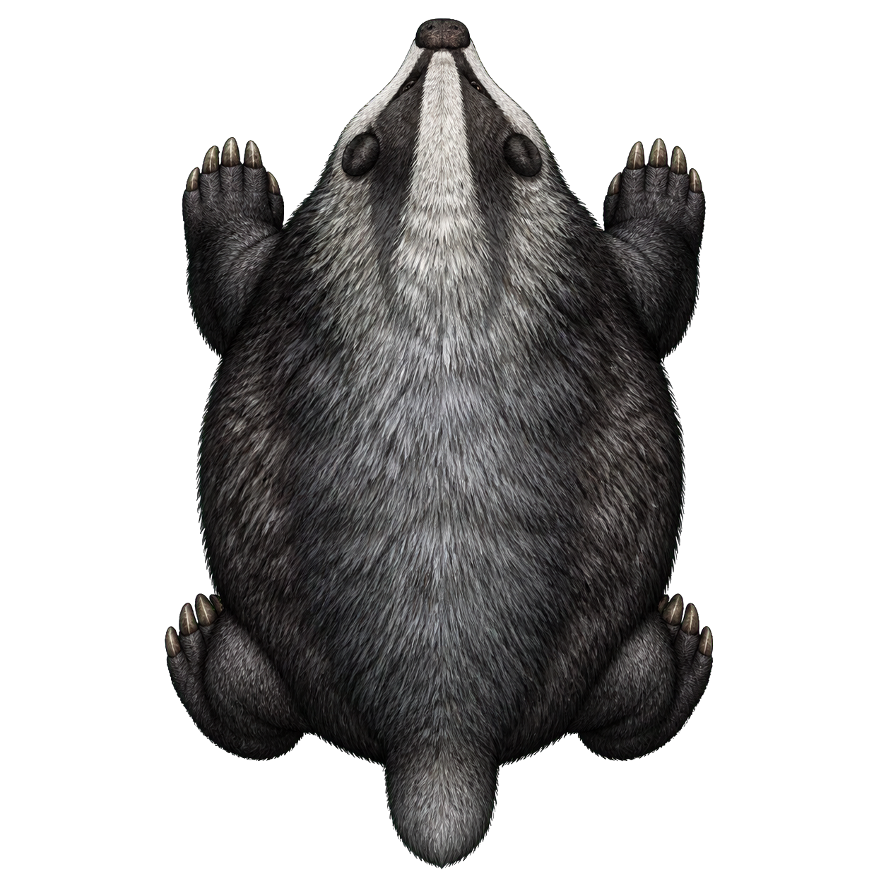 Dire Badger top-down encounter token