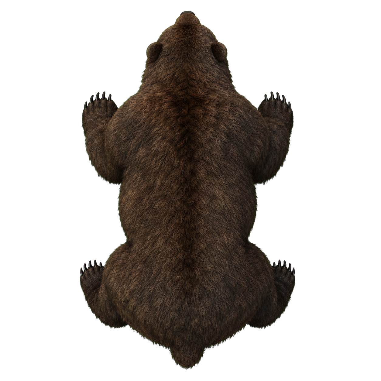 Dire Bear top-down encounter token