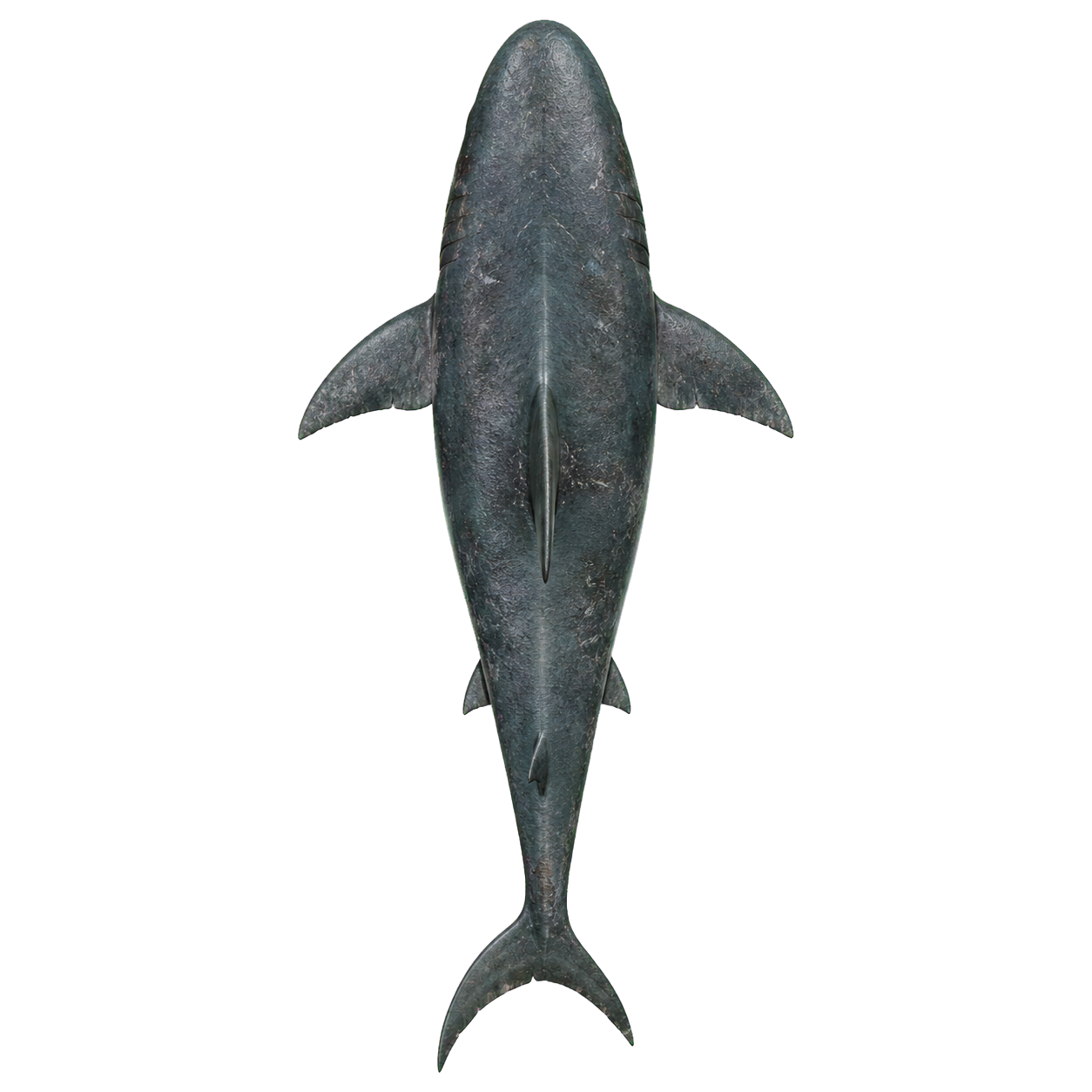 Dire Shark top-down encounter token