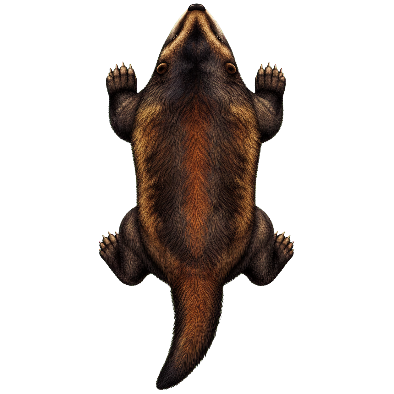 Dire Weasel top-down encounter token
