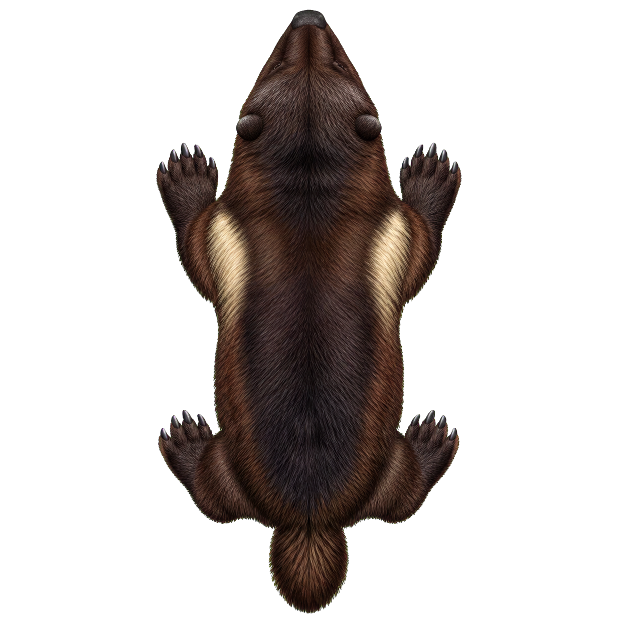Dire Wolverine top-down encounter token