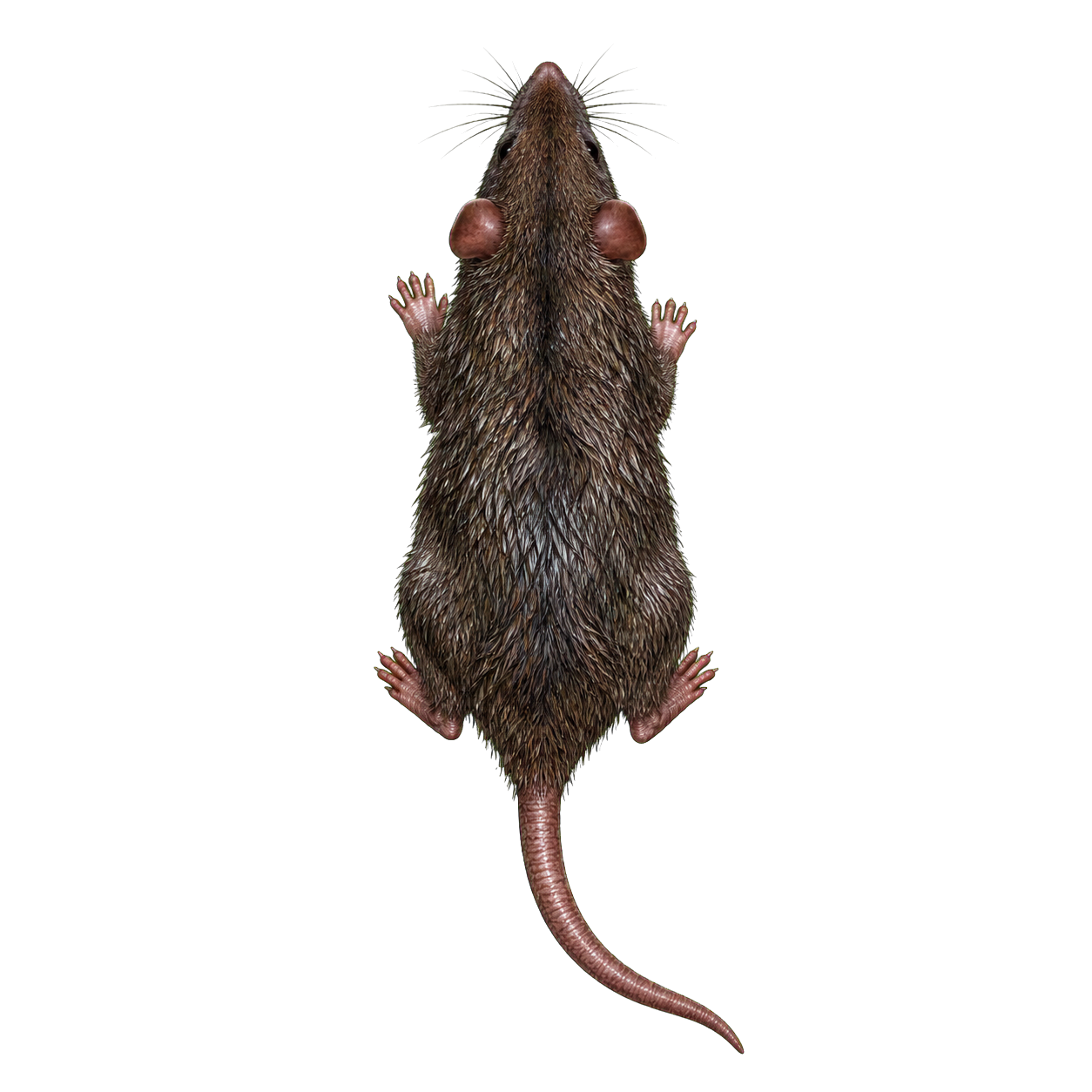 Giant Rat top-down encounter token