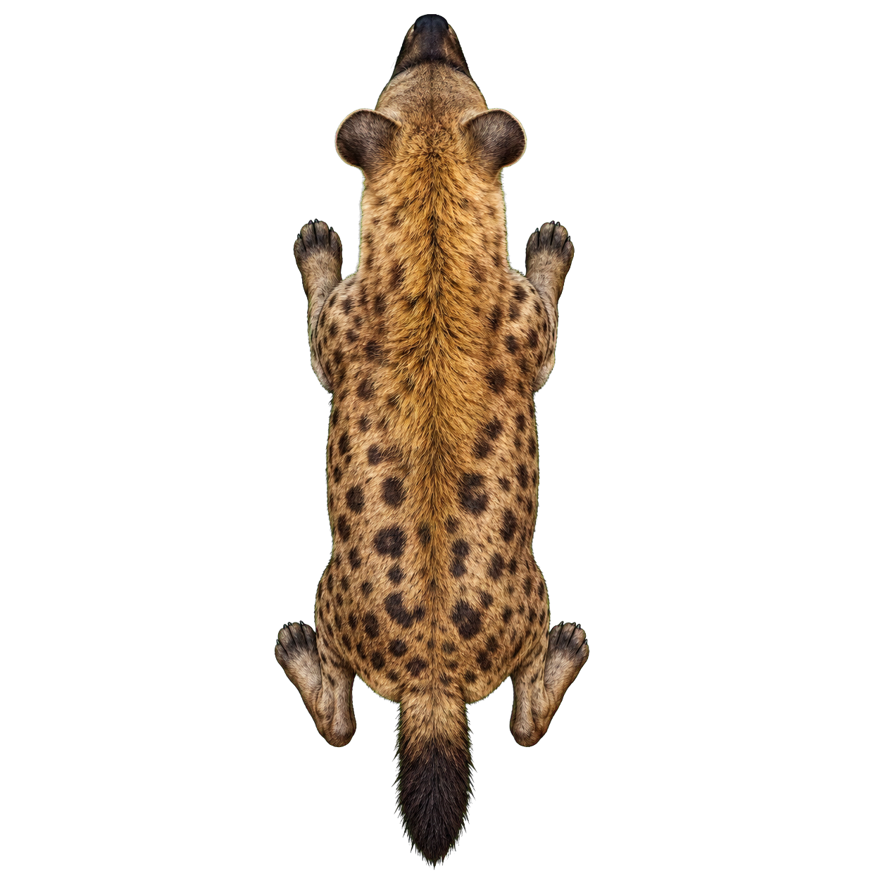 Hyena top-down encounter token