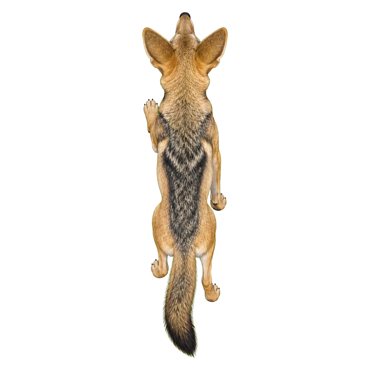 Jackal top-down encounter token