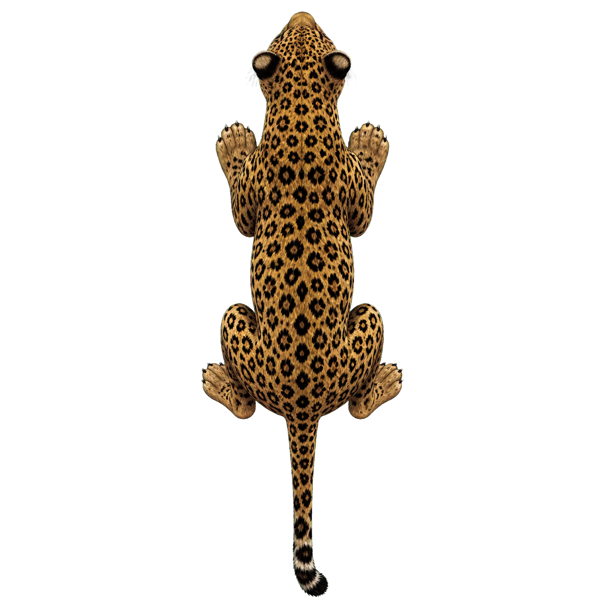 Leopard top-down encounter token