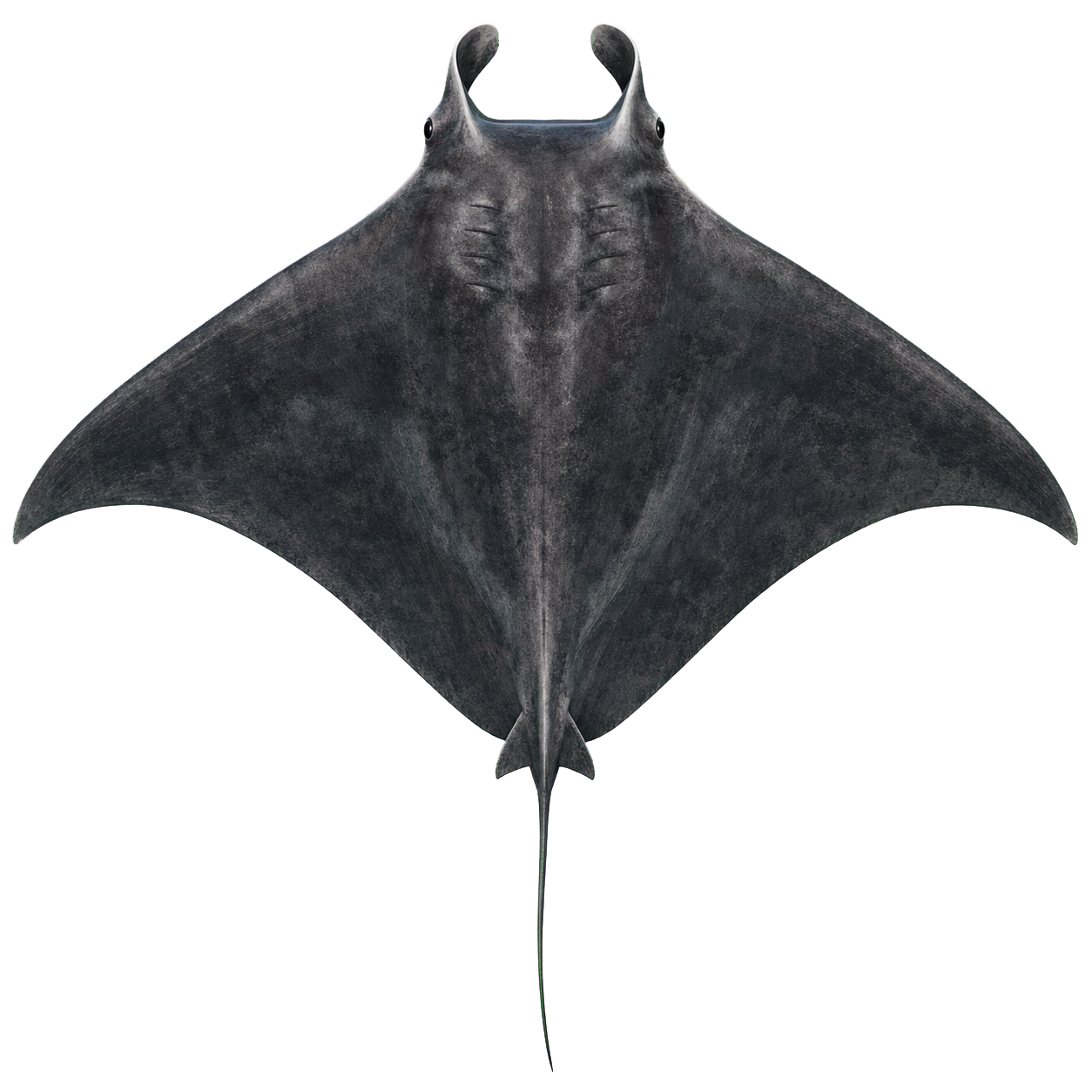 Manta Ray top-down encounter token