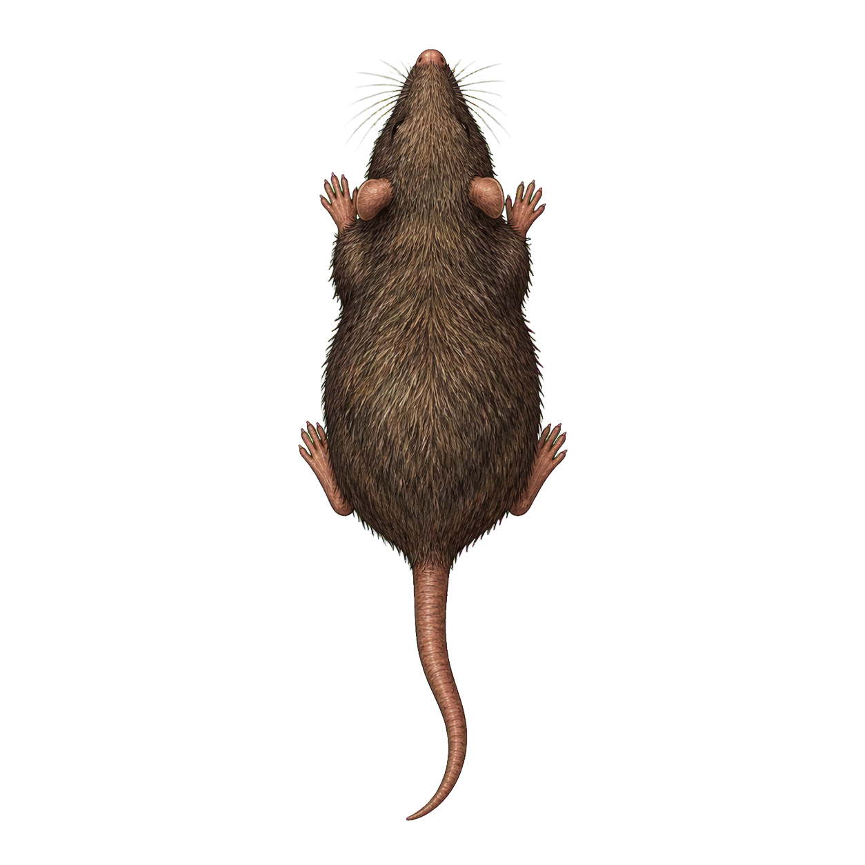 Rat top-down encounter token