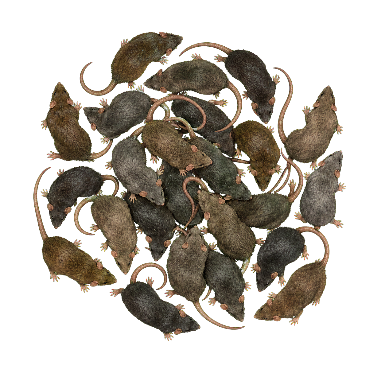Rat Swarm top-down encounter token