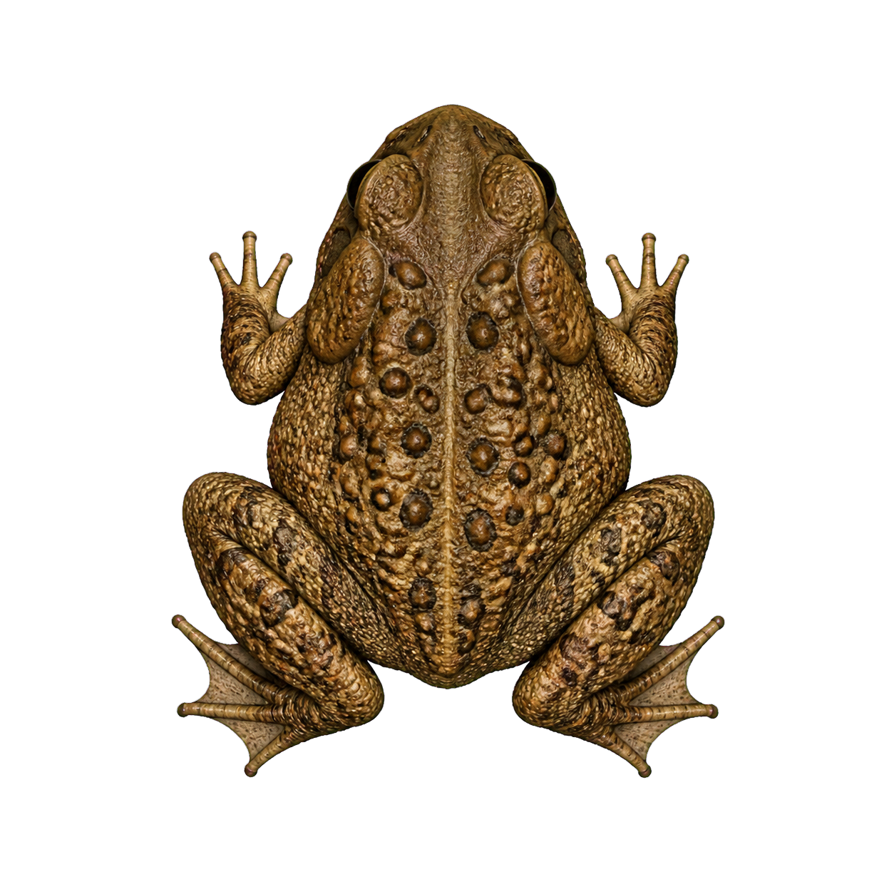Toad top-down encounter token