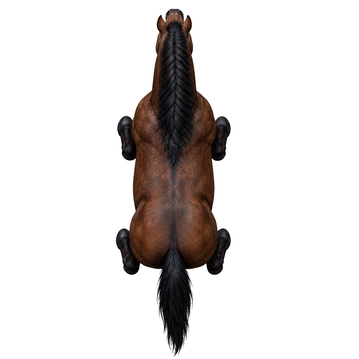 War Pony top-down encounter token