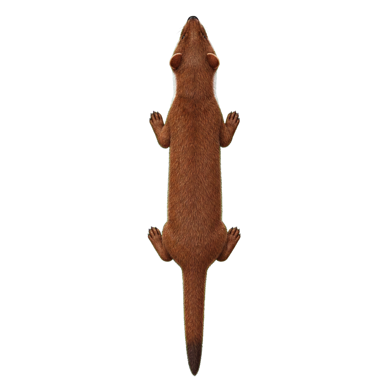 Weasel top-down encounter token
