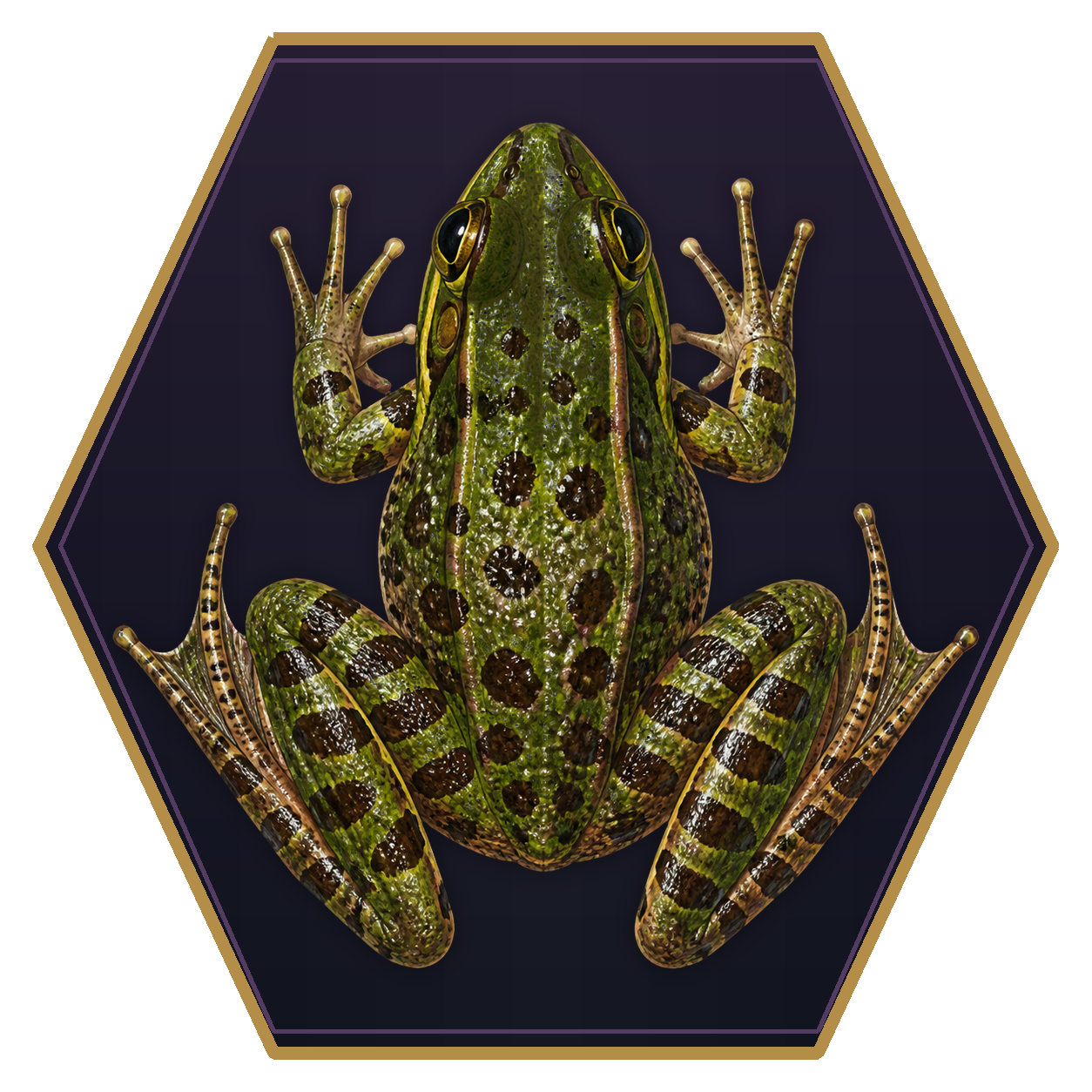 Frog top-down flat-top hex token
