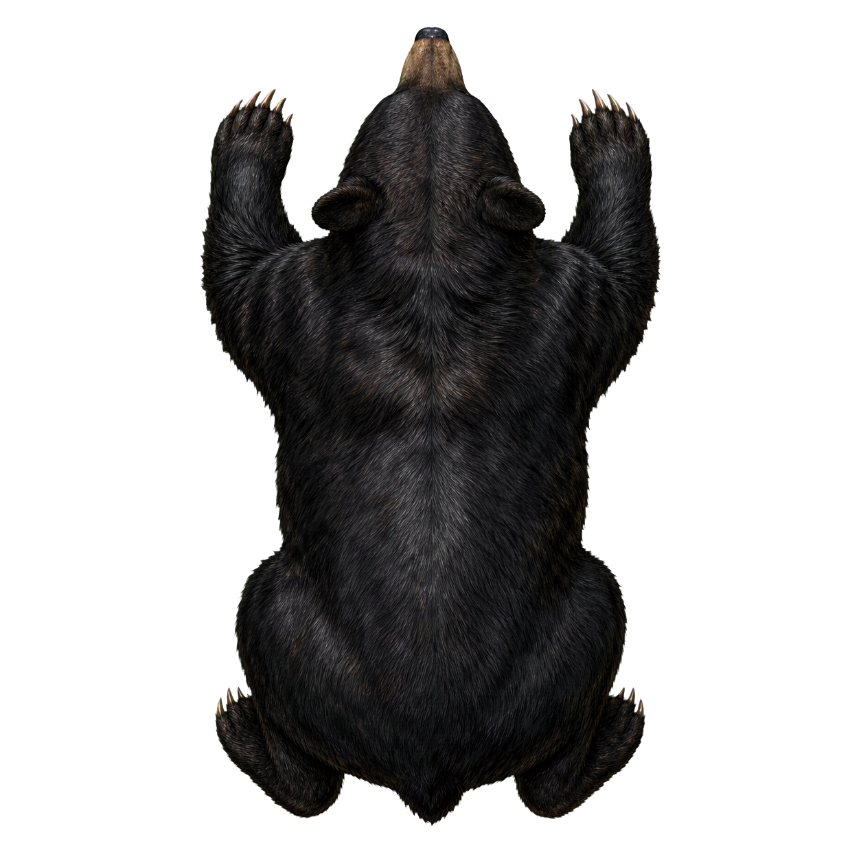Bear, Black top-down encounter token