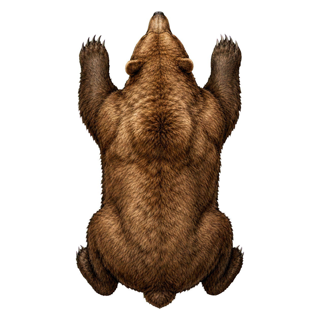 Bear, Brown top-down encounter token