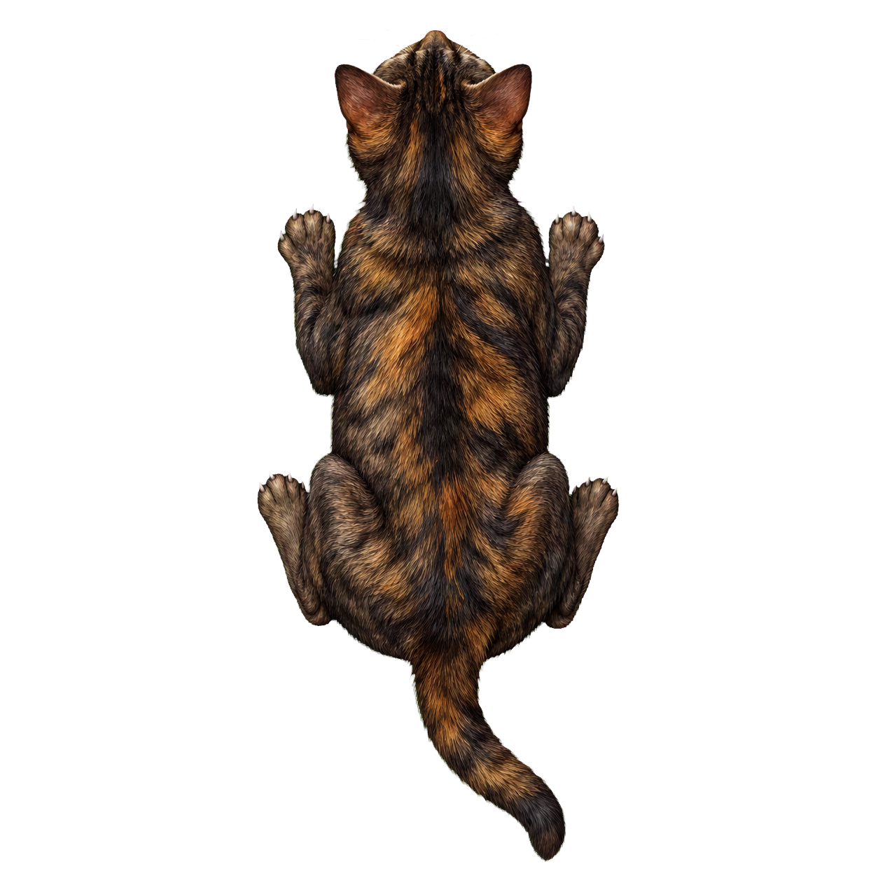 Cat top-down encounter token