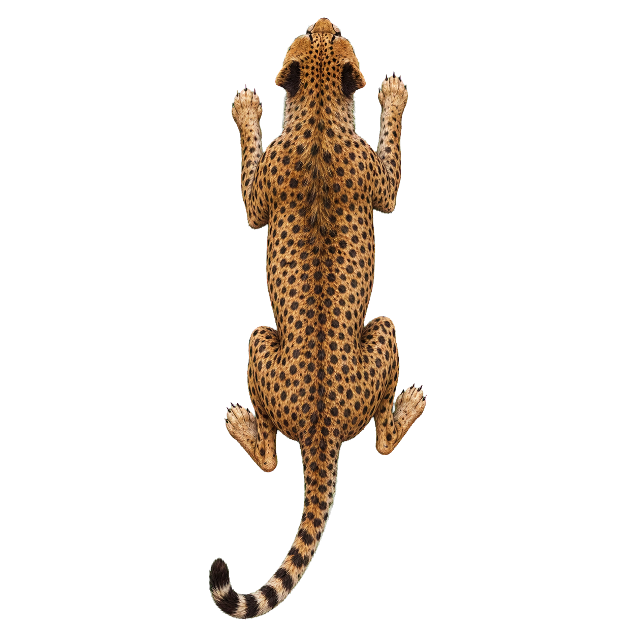 Cheetah top-down encounter token
