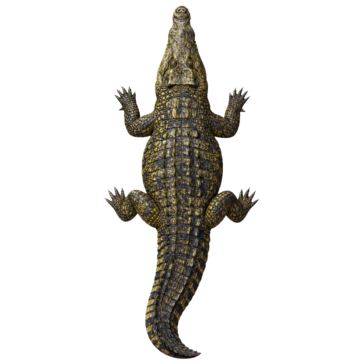 Crocodile top-down encounter token