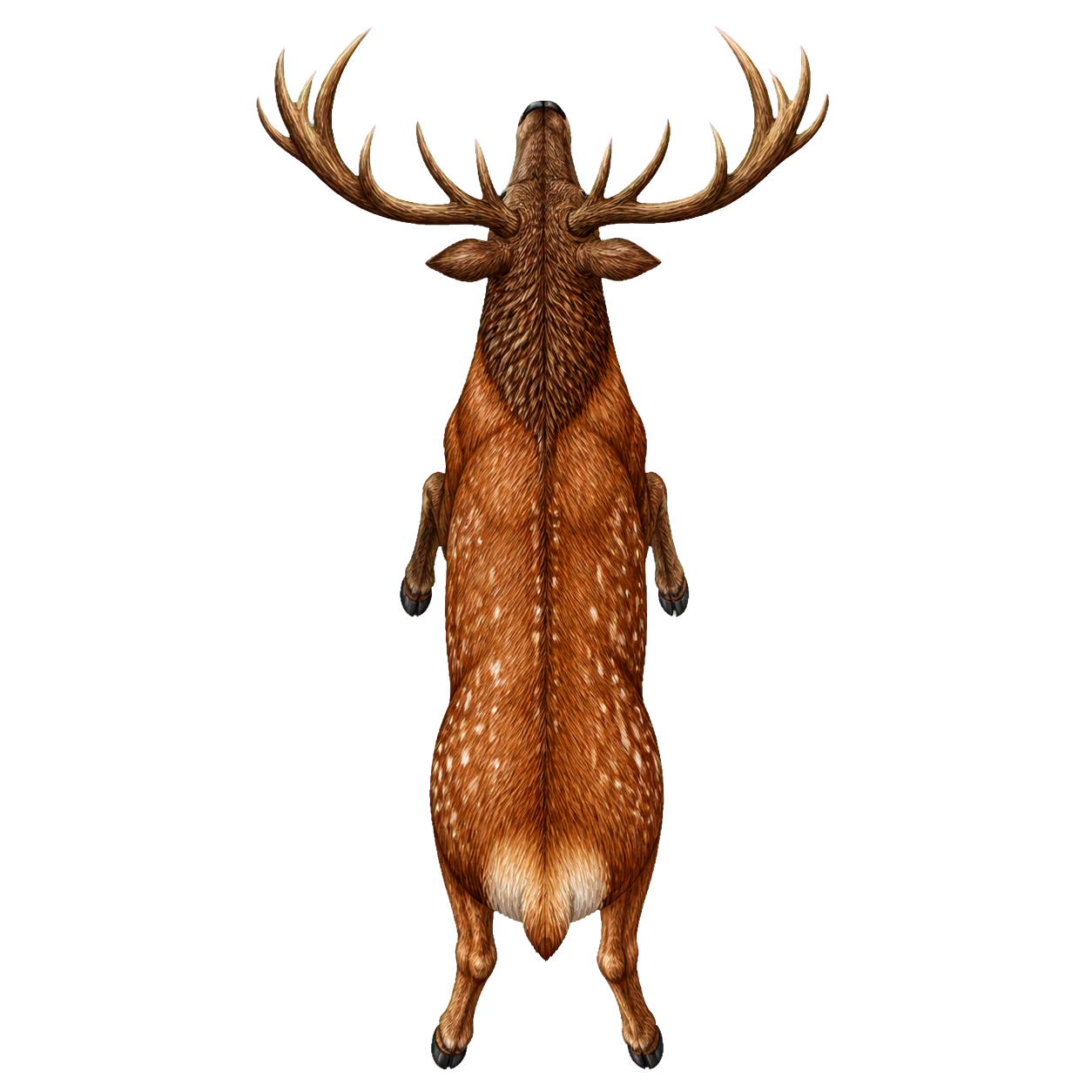 Deer top-down encounter token