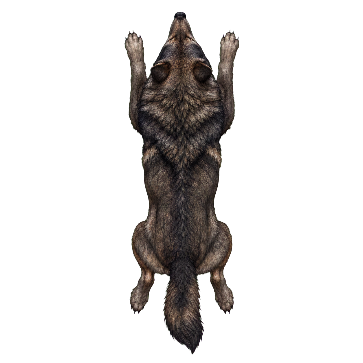 Dire Wolf top-down encounter token