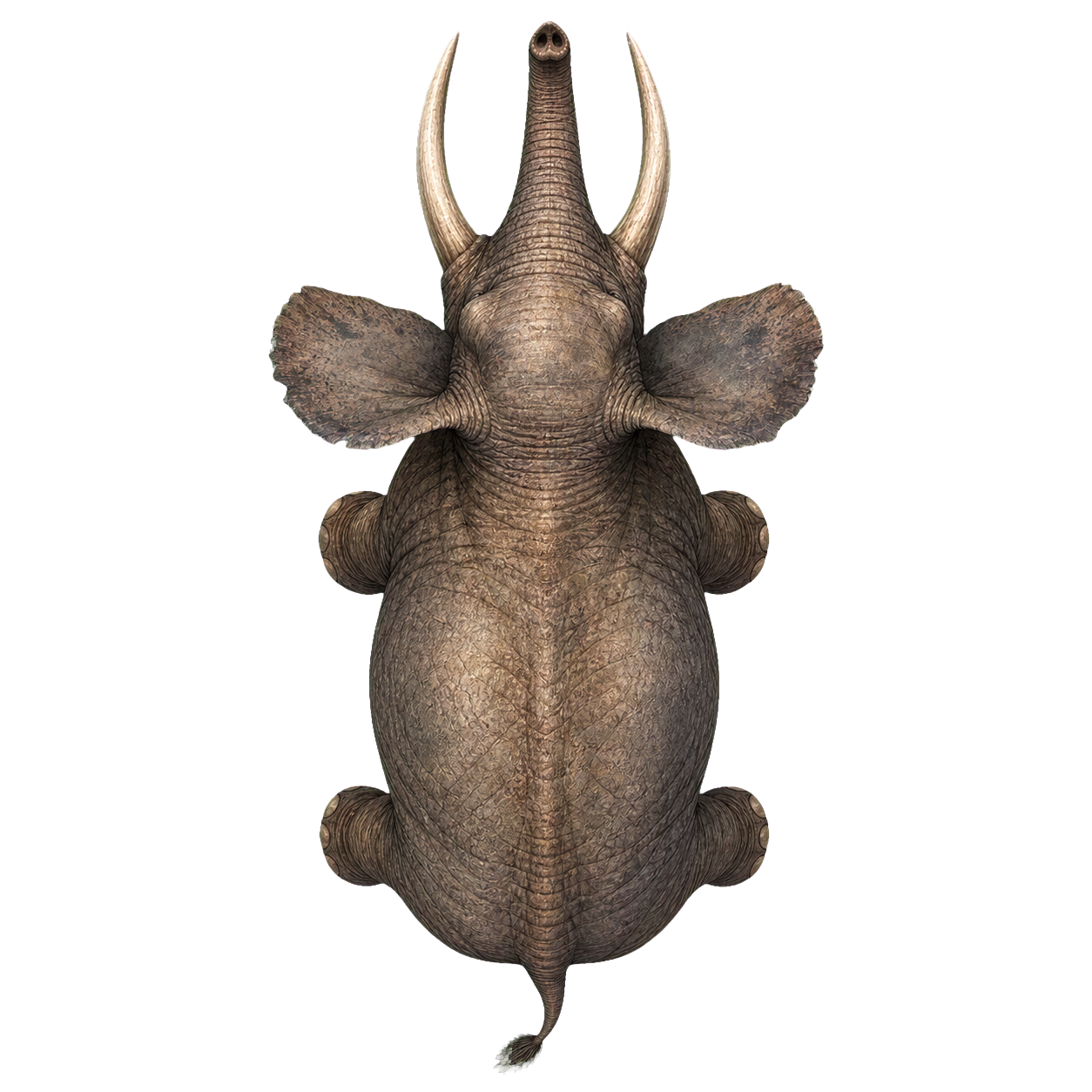 Elephant top-down encounter token