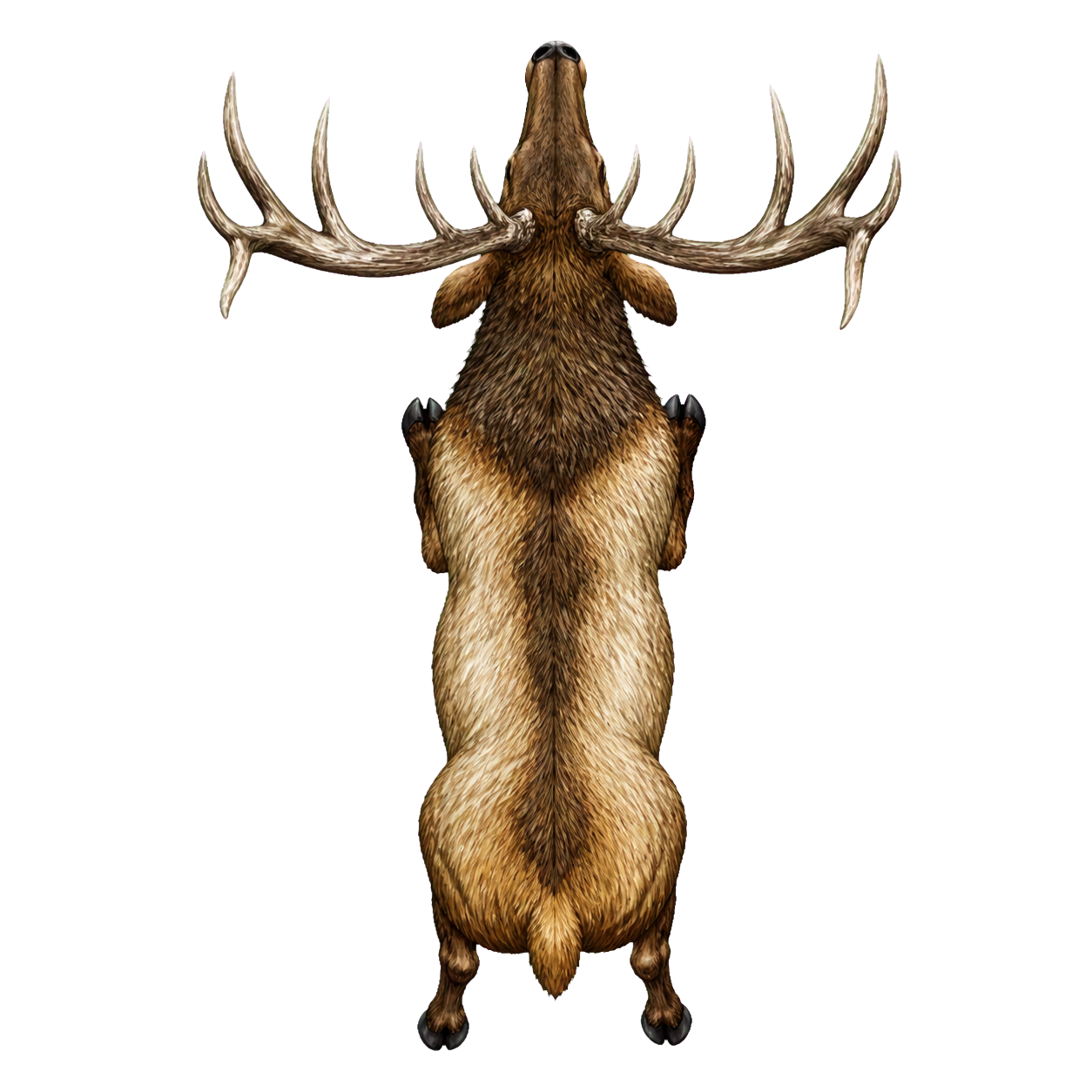 Elk top-down encounter token