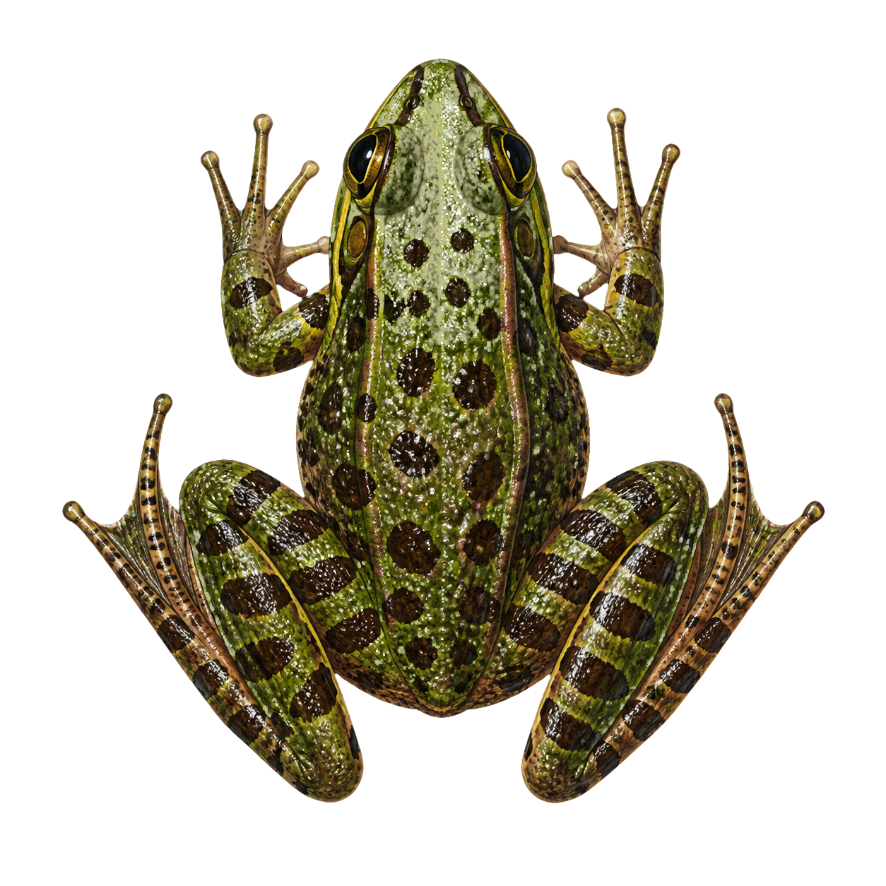 Frog top-down encounter token