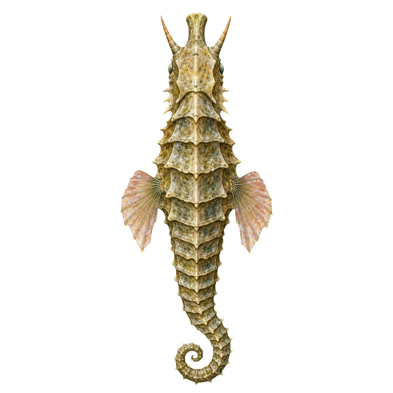 Giant Sea Horse top-down encounter token