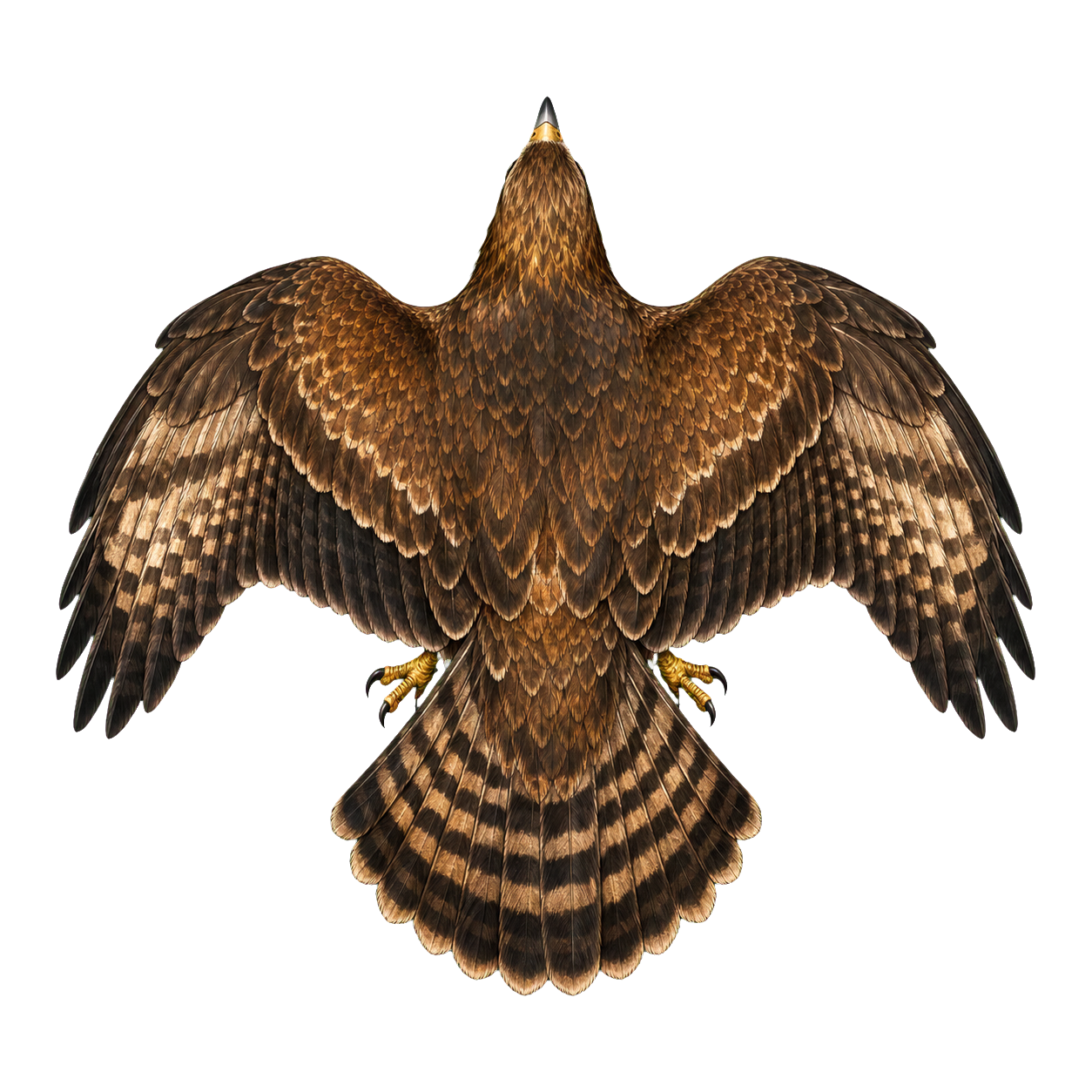 Hawk top-down encounter token