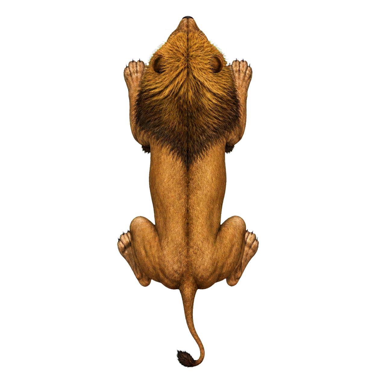 Lion top-down encounter token