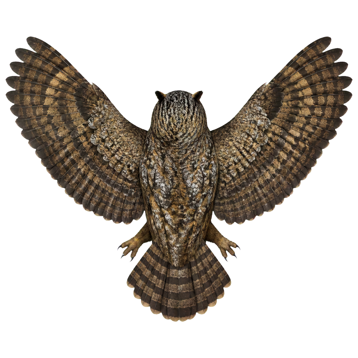 Owl top-down encounter token
