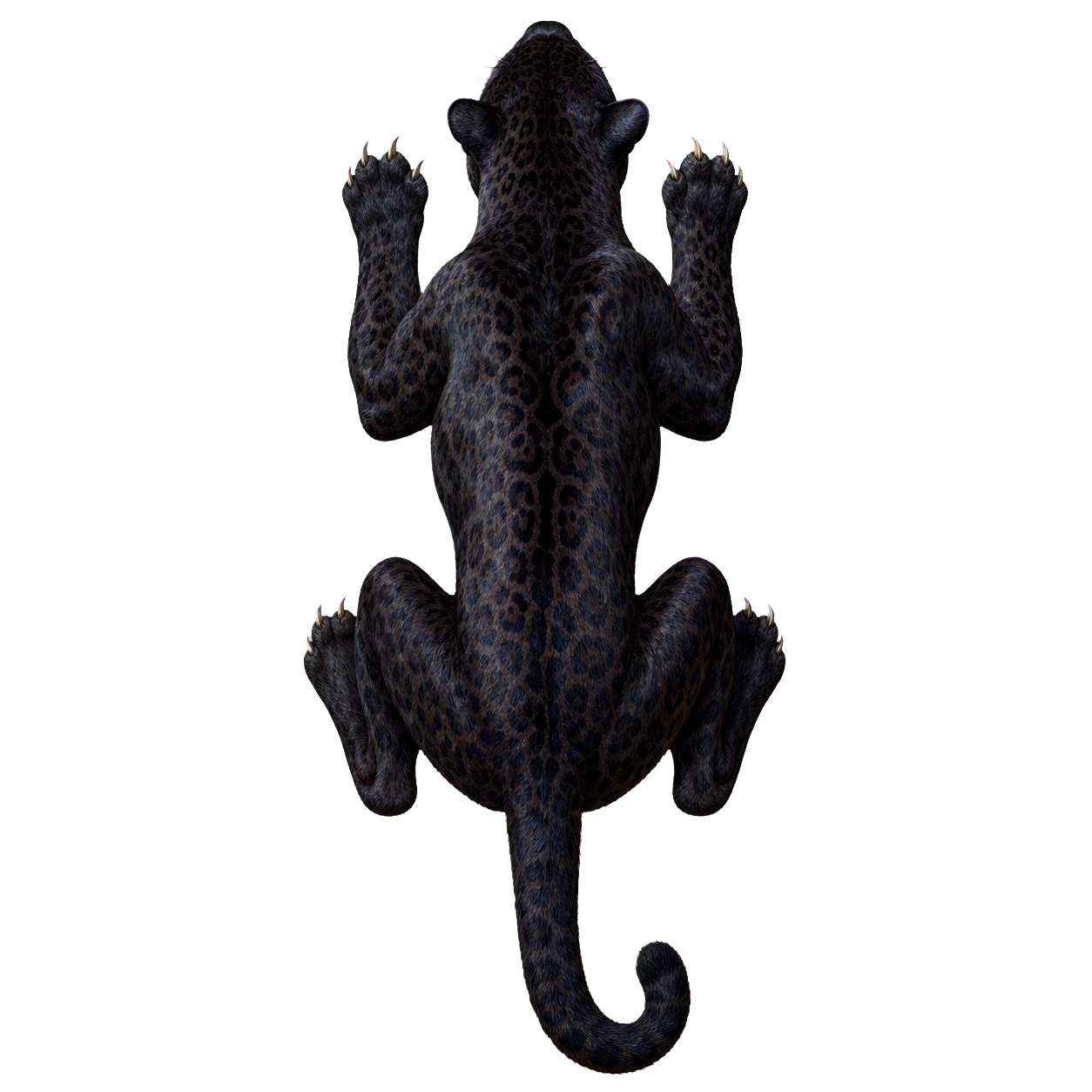 Panther top-down encounter token