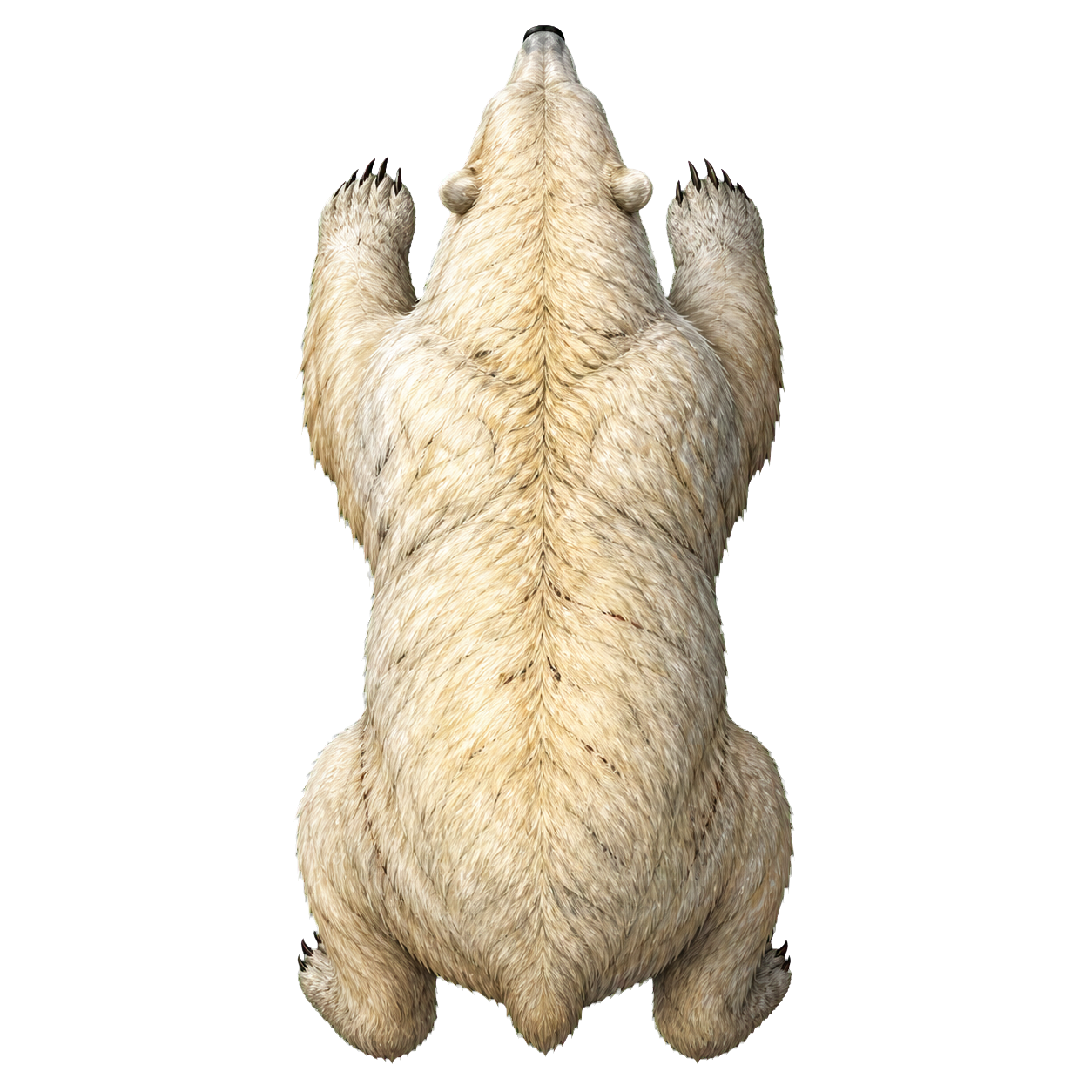 Bear, Polar top-down encounter token