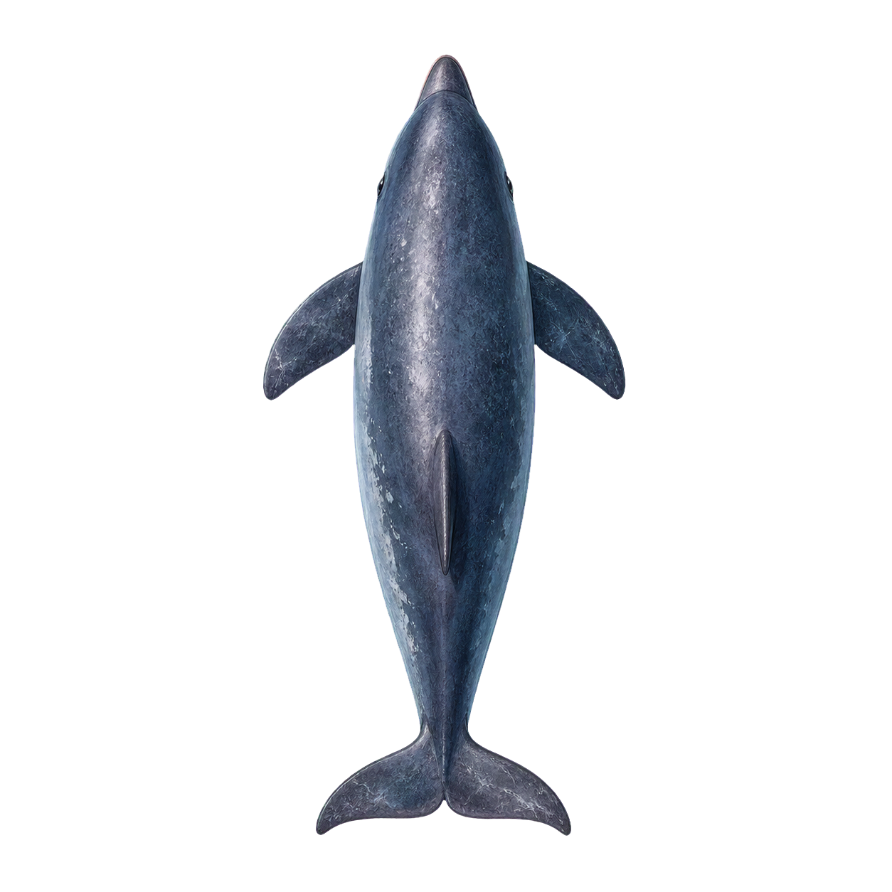 Porpoise top-down encounter token