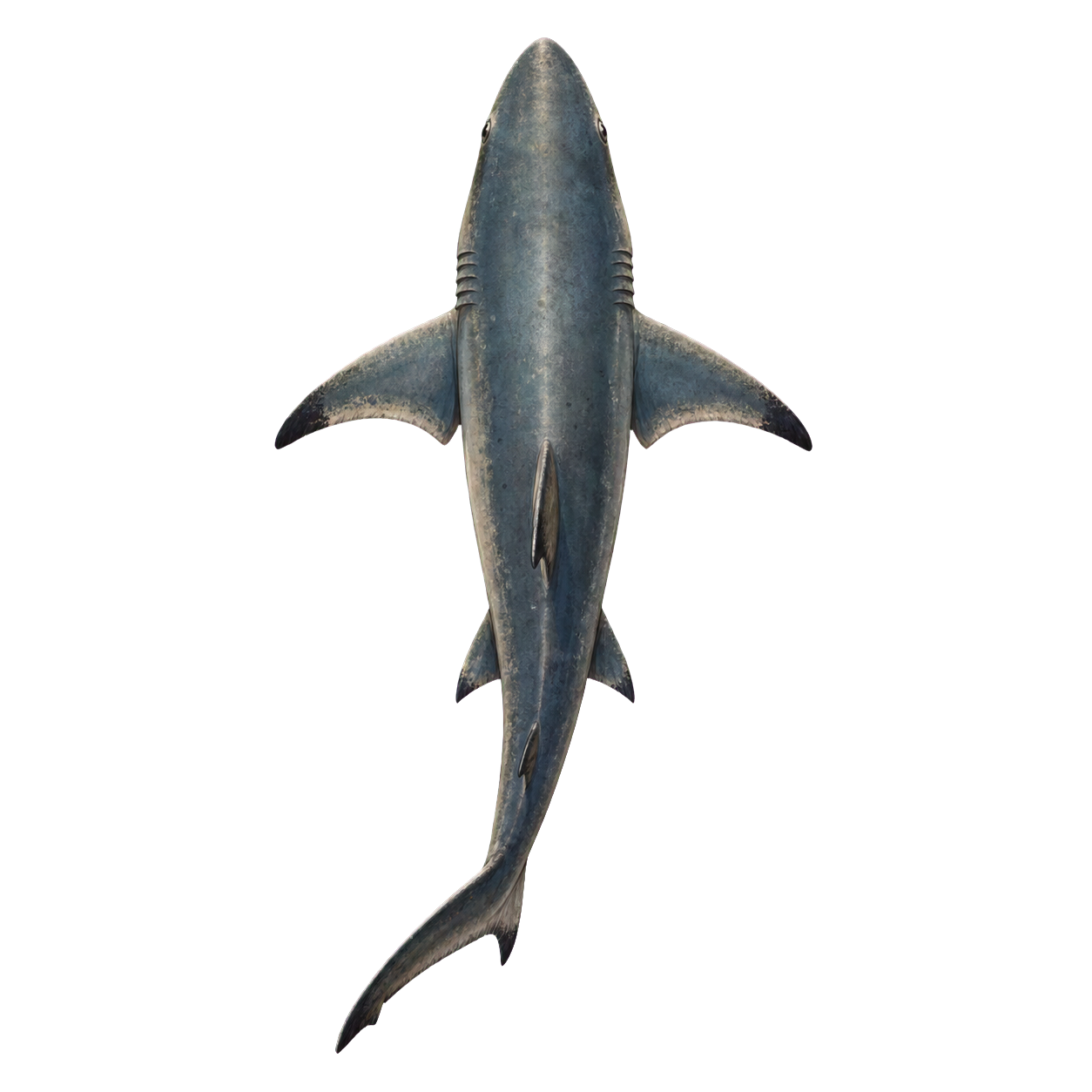 Reef Shark top-down encounter token