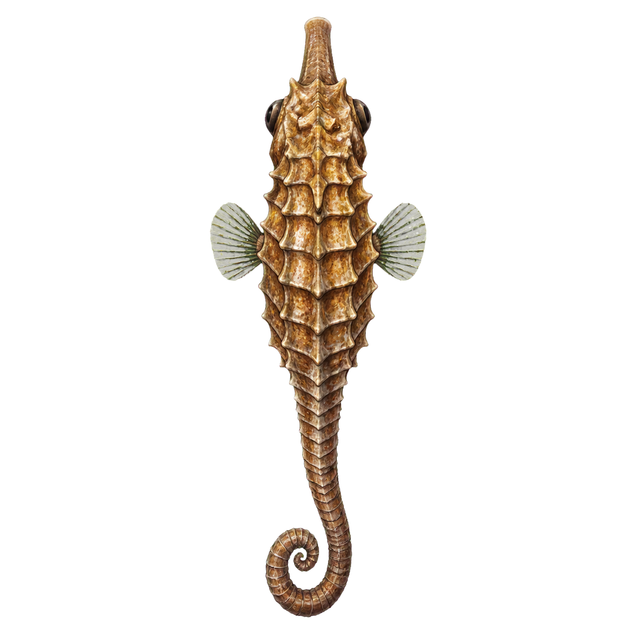 Sea Horse top-down encounter token