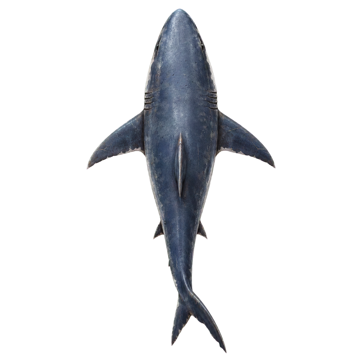 Shark top-down encounter token