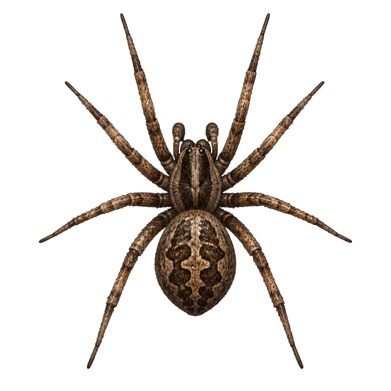 Spider top-down encounter token