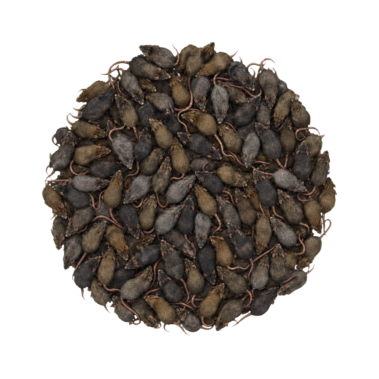 Swarm of Rats top-down encounter token