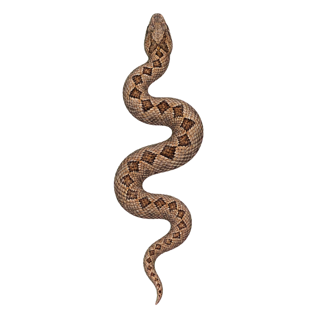 Viper Snake top-down encounter token