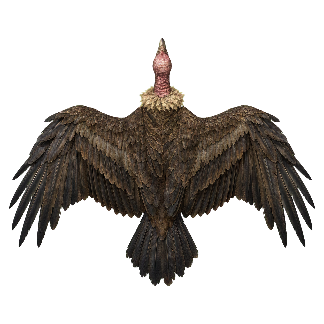 Vulture top-down encounter token