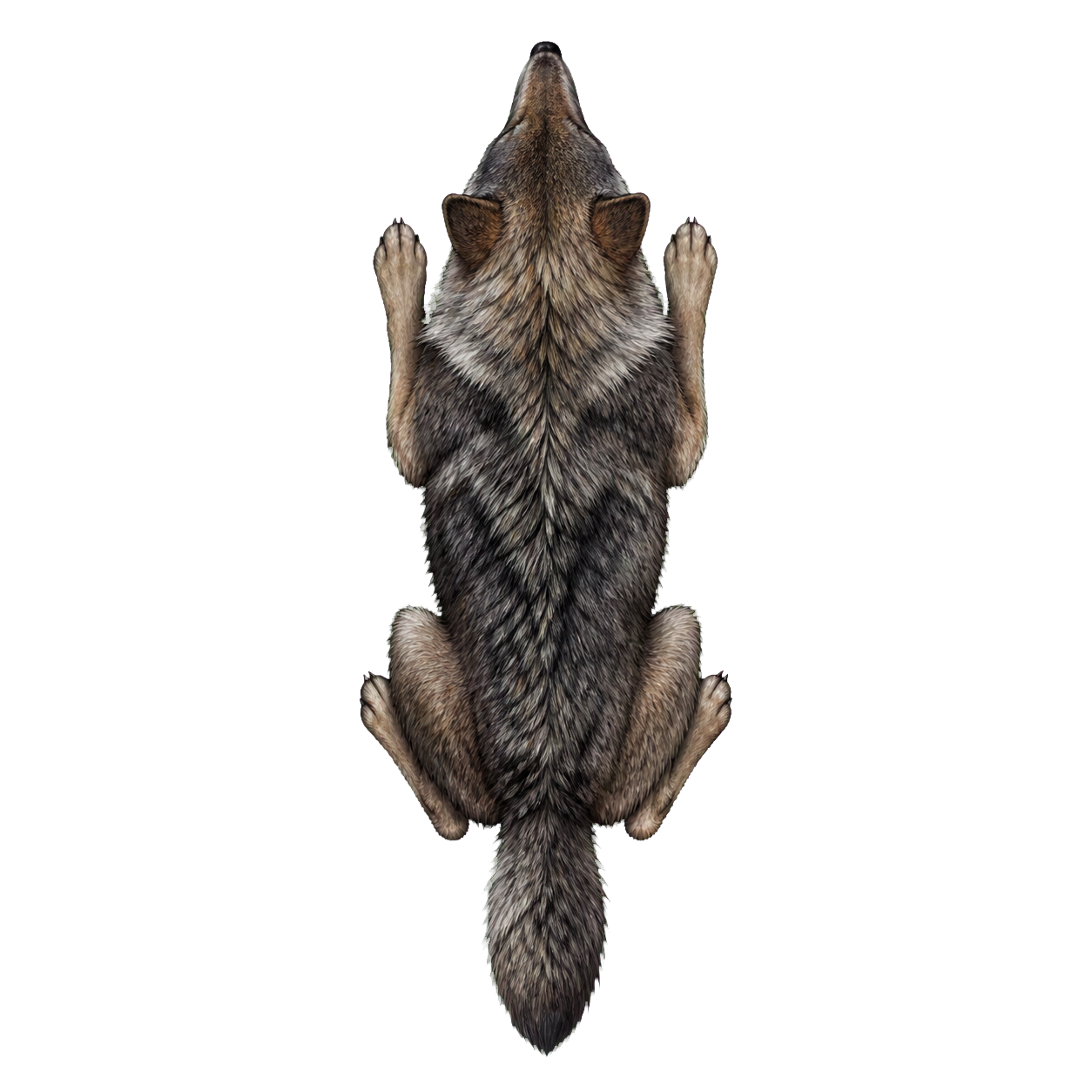 Wolf top-down encounter token